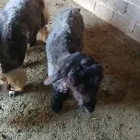بره درجه یک