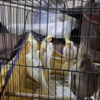 عروس پاریس ۳ماه  ده خور