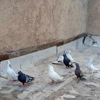 دم سرور|پرنده|شیراز, انجیر|دیوار