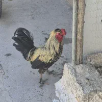 خروس