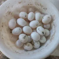 تخم‌ کبوتر