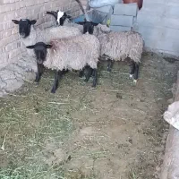 ۴راس شیشک بره رومانوف با ژن بالا چندقلوزا