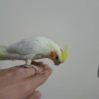 عروس هلندی ماده لوتینو