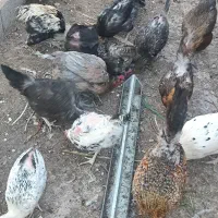 مرغ تخم‌گزار و کرک شو