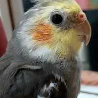 عروس هلندی سخنگو