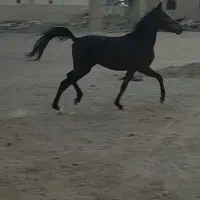 کره مادیون عرب ایرانی