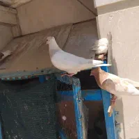 کله زرد جوجه ۲عدد