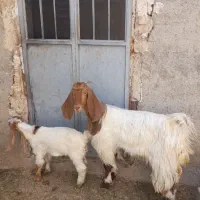فروش بز دوبهر تالی وکهره نر