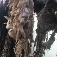 پشم گوسفند