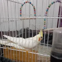 دوعدعروس هلندی نروماده آماده تخم گذاری|پرنده|شاندیز, |دیوار