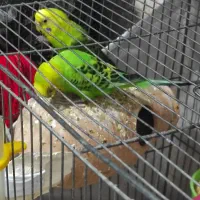 مرغ عشق مولد