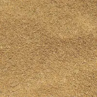 گندم برداشت امسال