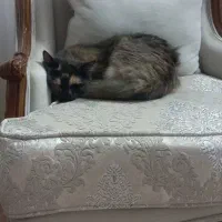 گربه|گربه|گلبهار, شهر جدید گلبهار|دیوار