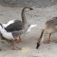 قوغاز