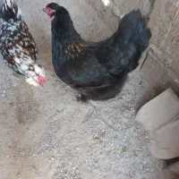 مرغ برهما|حیوانات مزرعه|مشگین شهر, |دیوار