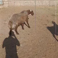 قوچه سالم