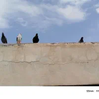 چهار عدد کبوتر برای نو بازی