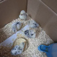 جوجه ۵ روزه مینیاتوری (سبرایت)