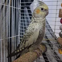 عروس هلندی رام دستی تو خونه آزاد هست ر