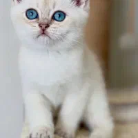 بریتیش سفیدصورت خرسی