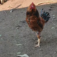 ۲ عدد خروس اولی چهل تاج لاری.دومی چهل تاج ۱۶ ماهه