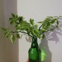 گل ناز گیاه کاکتوس مرجان پتوس گندمی قلمه پدیلانتوس