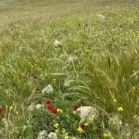 تیم سبزی جعفری و گشنیز