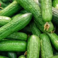 فروش خیار خودمونی