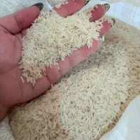 برنج هاشمی گیلان تالش