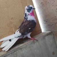4عدد کفتر پرشی گرفتنی