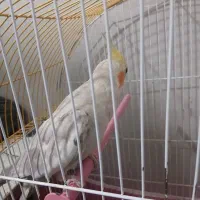 عروس هلندی