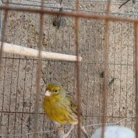 قناری‌ نر بخون