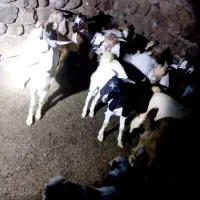 بز کهره دار