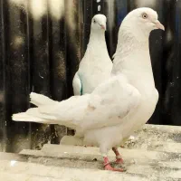 جز انگلیسی خالص
