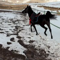 اسب مشکی خالص کرد