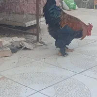 خروس برهما