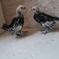 جوجه سبرایت ۱ ماهه