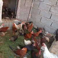 جوجه محلی اصل