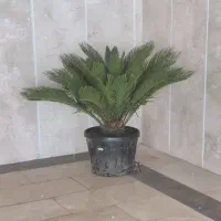 گل سیکاس بزرگ