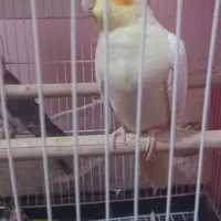 عrوس هلندی