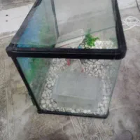 اکواریوم