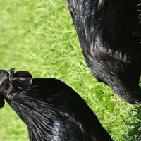 مرق سیاه بلژیکی بهترین دارویرای خطر ناک ترین سرطان