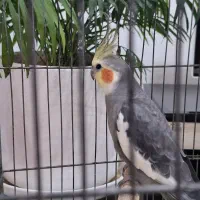 عروس هلندی نر