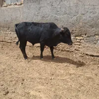 گوساله