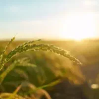 فروش-زمین-زراعی