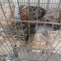 بلدرچین