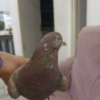گفتر شماره دار