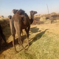 شتر|حیوانات مزرعه|بهرمان, |دیوار