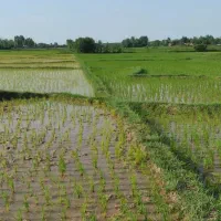 فروش-زمین-زراعی-زیرقیمت-2000متررشت-سنگر