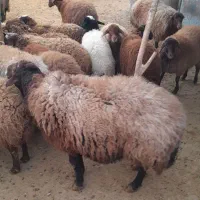 قوچ افشار درجه یک